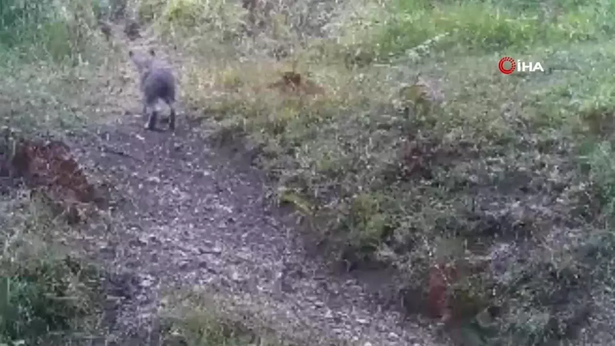 Bolu’da Yaban Hayatı Fotokapanlarda